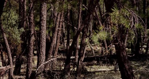 Forest 09