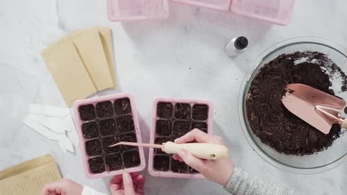 Flat lay. Planting seeds in seed propagator with soil.