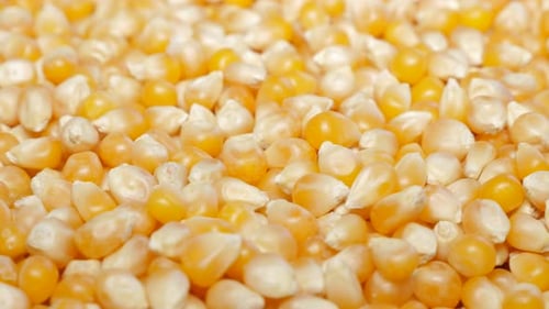 Vidéo UHD macro superficielle DOF 4K 2160p de graines de pop-corn - Vidéo UHD 4K 3840X2160