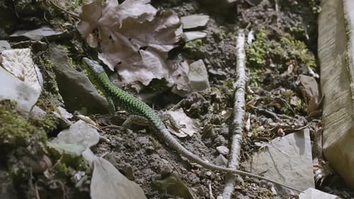 Jungle Lizard