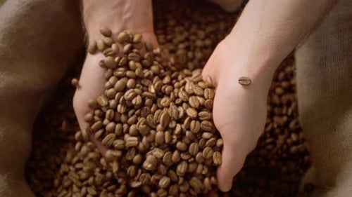 Hands Holding Fresh Roasted Coffee Beans