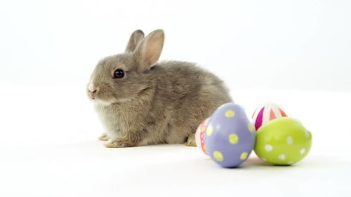 Easter eggs and Easter bunny