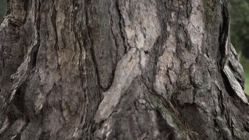 Alter toter Baumstamm Nahaufnahme schwenkender Schuss