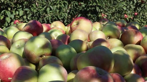 Fresh Apples Pile in Orchard on Sunny Day