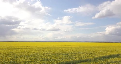 Yellow Field Of Rapeseed From A Great Height, In Spring