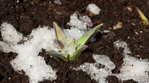 Plant Emerging From Melting Snow, Springtime