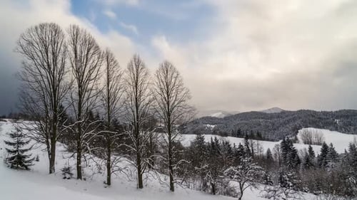 Clouds Sky over Winter Forest Trees