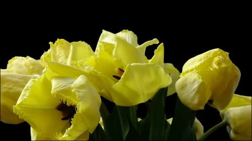 Yellow Tulips Opening on a Black Background