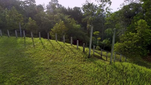 Grassy Hillside with Wooden Fence and Lush Trees
