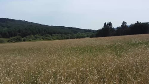 Golden Wheat Field in Rural Landscape