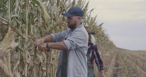 Happy Farmers Examining Corn in Field