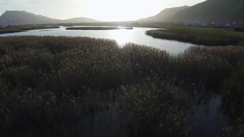 Aerial shot of a calm lake and reeds gently swaying in the breeze at sunset, slow tracking movement