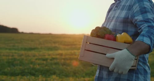 Person Carries Box of Fresh Vegetables at Sunrise