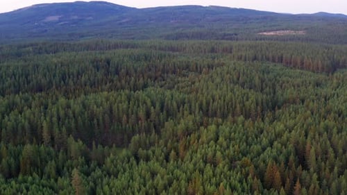 Drone Shot of Endless View of Forest Trees and Mountain Range in the Background