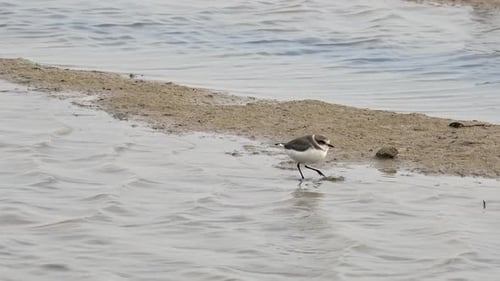 A Little Ringed Plover Bird by the Water