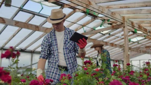 Modern Rose Farmers Walk Through the Greenhouse with a Plantation of Flowers, Touch the Buds and