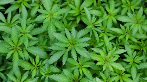 Young Cannabis Sprouts As a Natural Background Slow Motion Top View