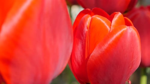 Many red tulip plants in the garden natural 4K 2160p UltraHD footage - Tulipa flower slow moving on