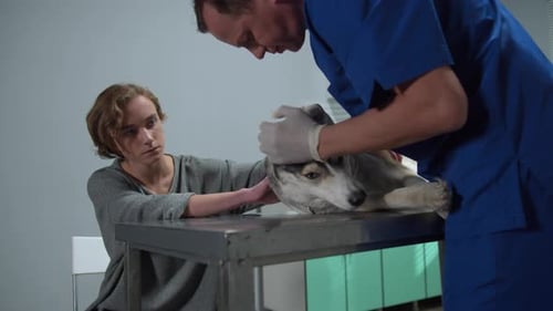Veterinarian Examines Dog with Owner at Clinic