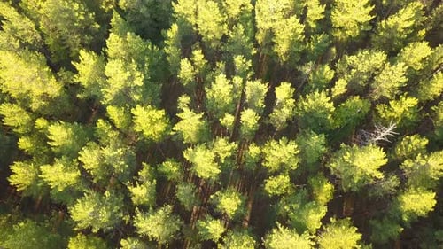 Grüner Naturwald