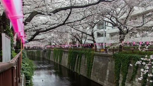 Timelapse Kirschblüte über dem Meguro-Fluss in Tokio