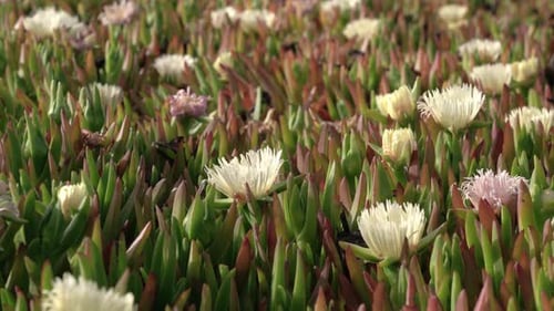 Nahaufnahme eines Pflanzen- und Blumenfeldes