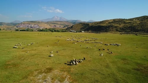 Aerial View of Sheep Grazing in Green Pasture