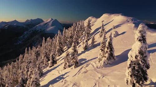 Flying over a winter forest