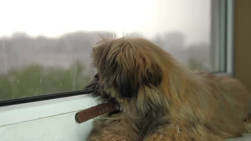 Cute Dog Looks Out Window on Rainy Day