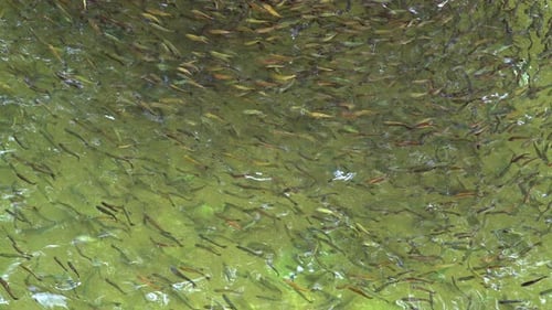 Fishing Strategy Of The Fish Swarm