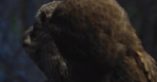 Lots of Small Baby Owls Sitting on a Branch and Looking, Studio,