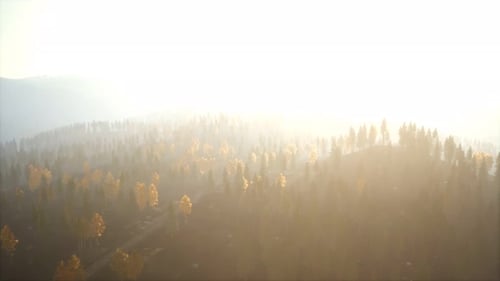 Sunlight in Spruce Forest in the Fog on the Background of Mountains at Sunset