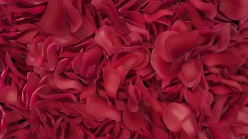 Rosenblätter Transition 03 HD