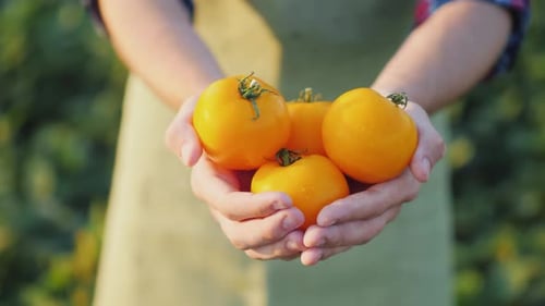 Man Farmer Showing Some Beautiful Yellow Tomatoes
