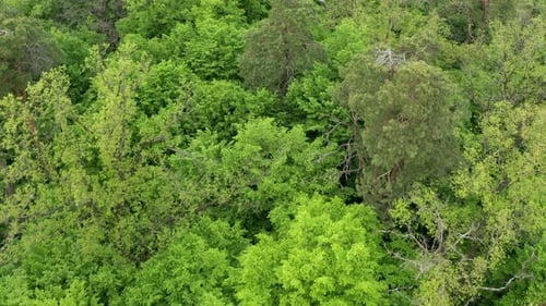 Green Forest