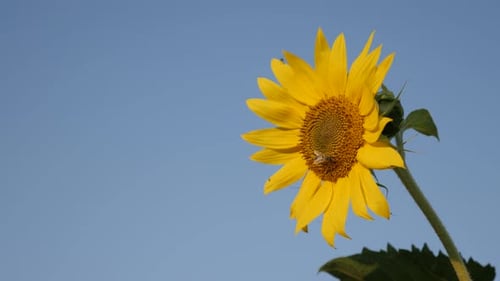 Yellow petals of beautiful sunflower against blue sky close-up 4K 2160p 30fps UltraHD footage - Be