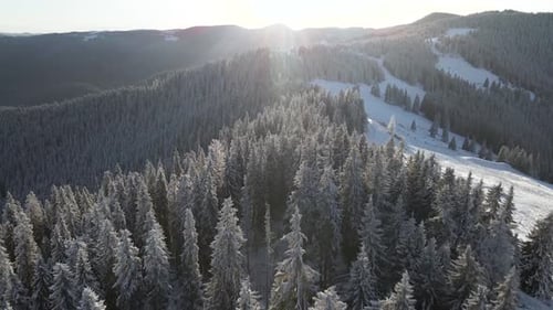 Drohne fliegt über dem Winterwald und enthüllt das Bergtal