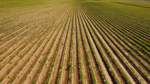 Aerial View of Farmland