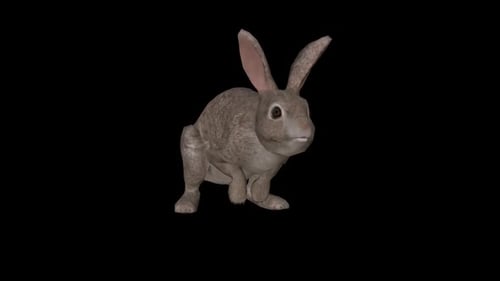 Rabbit Walk 2