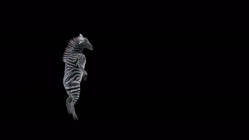 Animated Dancing Zebra on Black Background