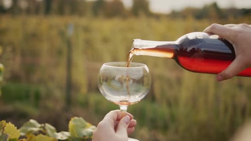 The Taster Pours Red Wine Into a Glass Against the Backdrop of Vineyards