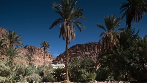 Oasis03