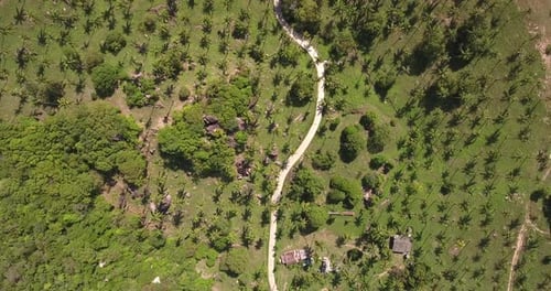 Above Palm Trees