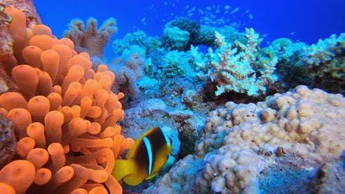 Undersea Clownfish