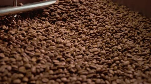 Roasted Coffee Beans Being Mixed in Roaster