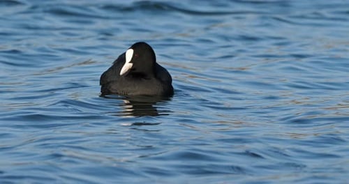 Eurasian coot also known as the common coot or Australian coot