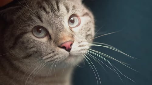 Grey Tabby Cat Close Up
