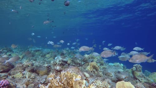 Underwater School of Fish