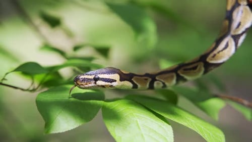 Serpiente tranquila cuelga de la rama de un árbol sobre un fondo de hojas verdes