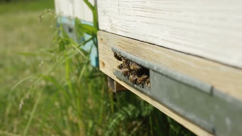 Abejas que salen volando de la colmena